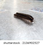 Small photo of The picture is hard to find. Millipede plod love.