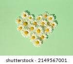 Heart made of daisies flowers against mint green background. Natural minimal concept. Creative spring idea. Flowers heart.