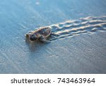 Baby Sea Turtle Tracks At...