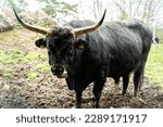 Aurochs the animal that is present in the thot park