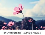 Mountain landscape with  pink Cosmos flowers in blooming with sunset background.