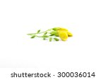 Yellow Flower Isolated On White ...