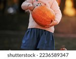 Little Girl Holds A Big Pumpkin ...