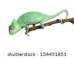 Young Chameleon Isolated On...