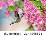 beautiful colourful hummingbird with pink flower bunch