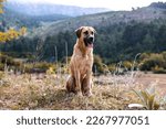Small photo of Anatolian shepherd dog sits on a mountain path, a pet on a walk