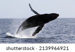 Whale Jumping Out Of The Sea