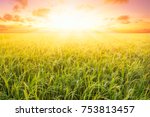 Rice Field And Sky Background...