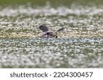 Small photo of Common Loon doing foot waggle