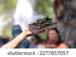 Small photo of Human hand holds up wooden dish with Australian plants, the smoke ritual rite at a indigenous community event in Australia