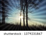 Forest Background With Rays Of...