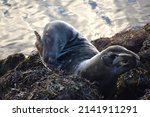 Sealion Lies On The Rocks At...