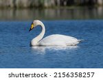 Whooper swan - Cygnus cygnus - swimming in blue water.The photo of this swan was taken at Milicz Ponds in Poland. Copy space available under and above the swan.