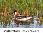 Small photo of Red-necked phalarope, northern phalarope, hyperborean phalarope - Phalaropus lobatus, swimming in calm water with vegetation in background