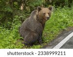 Brown bear - Ursus arctos sitting on egde of the road. Photo from Transfagarasan road in Romania.