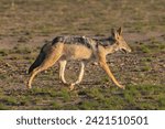 Small photo of black-backed jackal, silver-backed jackal - Lupulella mesomelas going on ground