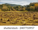 Small photo of surreal and apocalyptic scene of tree stumps in empty reservoir lake bed in the Pacific Northwest