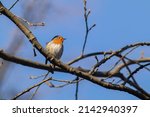 The Robin Sings On The Branch