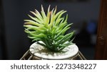 Small photo of Artificial Plant, background, plant closeup, decorative tree, light, abstract, green, glow, artificial grass, macro, smeller, rubber, nature, decoration, beautiful, natural