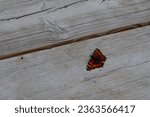 Small photo of Tampere, Finland - August 26th 2023: A butterfly resting on the surface of a wooden bench. The grain of the wood and the gap between the planks are clearly distinguishable in this closeup.