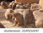 Small photo of A Mongoose looks up to its right while diddling around close to its group