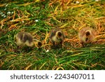 Canada Goose Goslings On Grass
