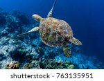 Green Sea Turtle Swimming Above ...
