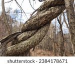 Chinese Wisteria Invasive Thick Woody Twisted Vines growing up Trees in Western PA