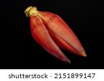 Banana flower in its true color isolated in white background in different angles closeup shot using 100mm macro lens and studio lightings. 