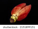 Banana flower in its true color isolated in white background in different angles closeup shot using 100mm macro lens and studio lightings. 
