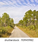 Rural road in the Florida Everglades National Park, Big Cypress tree forest preserve with blue cloudy sky on a sunny summer day.