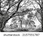 Small photo of Monochrome black and white view of trees in a forest. Trees in the background are framed by trunks and branches of nearer trees
