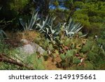 Small photo of Cactus field. Prickly pear (opuntia ficus - indica) with purple ripe fruits. Mission cactus, indian fig opuntia. Agave americana known as century plant, maguey or american aloe.