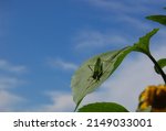 A Green Grasshopper Sits On A...