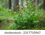 Small photo of Yellow lady's slipper orchid - Cypripedium calceolus in swiss alps