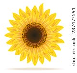 sunflower vector illustration... | Shutterstock .eps vector #237472591