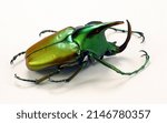 Small photo of Multicolor flower beetle Theodosia rodriguesi. Isolated. Collection of beetles. Coleoptera. Insects.