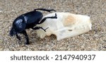 Small photo of Sacred scarab beetle Scarabaeus and skull of giant bat.