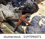 Large Starfish On The Rocks...