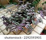 Silver inch plant or...