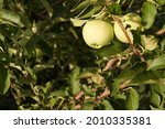 Small photo of Young green ripening apple fruits on a branch after flowering in the garden. . A young rudiment of apple buds. A young apple at the fruit stage. Fruit in the garden. High quality photo