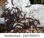 Small photo of A dozens of yellow-spotted millipedes showed up after rain all night long