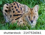 South African Serval Wild Cat
