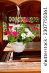 Small photo of White and rose small flowers in white hanging pot. Lush blossom. Wood alcove, cosines. Impatiens walleriana, geranium