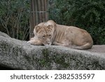 Small photo of Beautiful lioness. Big lioness. Lion with a half eyes open