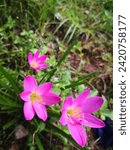 Small photo of Zephyranthes minuta is a tropical wildflower named Rain Lilies because of its propensity to blossom following a significant downpour.