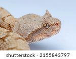 Small photo of False Horned Viper or Persian horned viper (Pseudocerastes persicus) is a species of venomous vipers endemic to the Middle East and Asia