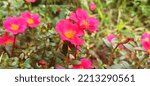 Small photo of Portulaca oleracea or common purslane can found in tropical and four season area, any purslane plant are edible, and also has medicinal benefits for human. West Sumatra, October 12 2022