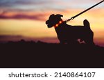 Safe evening or night walk with pet concept. Silhouette of dog on leash wearing LED-light collar against beautiful sunset sky