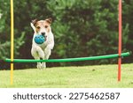Dog practices agility course at ...